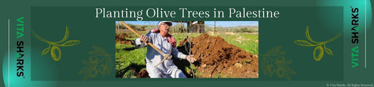 Read about CSR Planting Olive Trees in Palestine - Vita Sharks in the Corporate Social Responsibility | Sacred Remedy the UK Holistic Health & Wellness Store